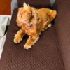 Protector de sof caf /beige doble faz Casa LiLe