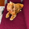 Protector de sof vinotinto/caf doble faz Casa LiLe